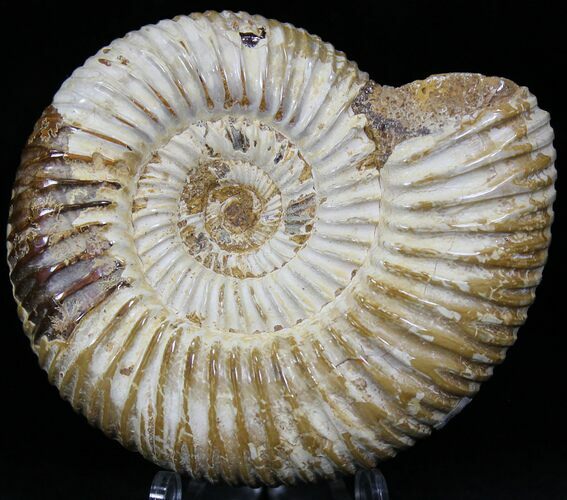 Perisphinctes Ammonite - Jurassic #22827